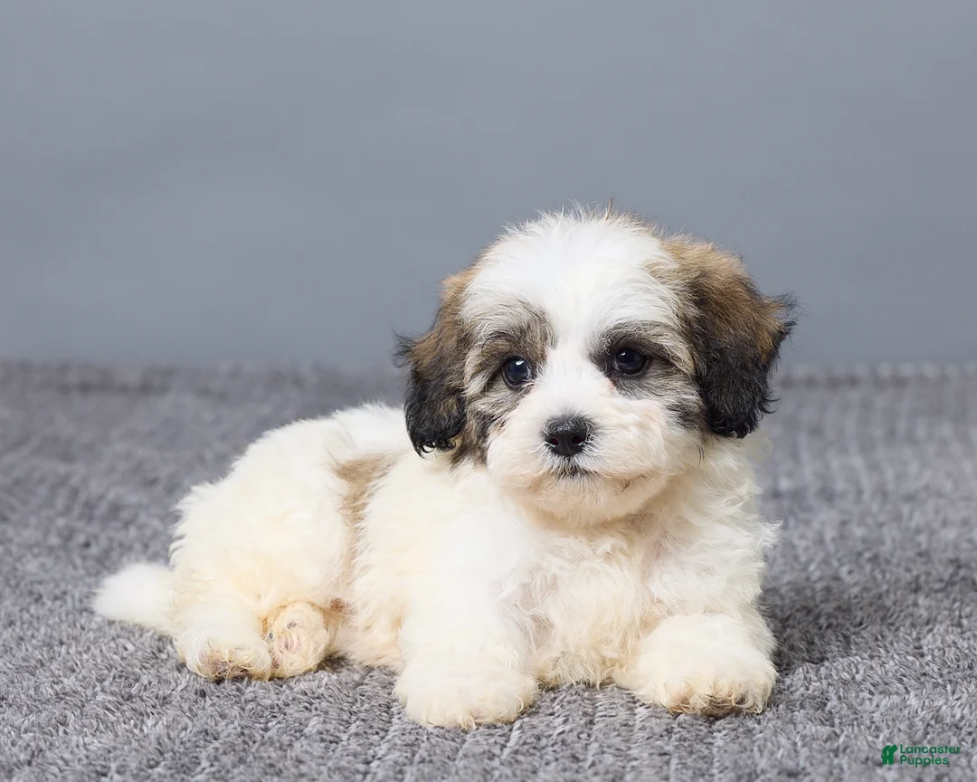 Teddy Bear dogs for sale: Lulu - Ad 7