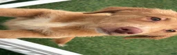 Goldendoodle dogs for sale: Deuce - Ad 14