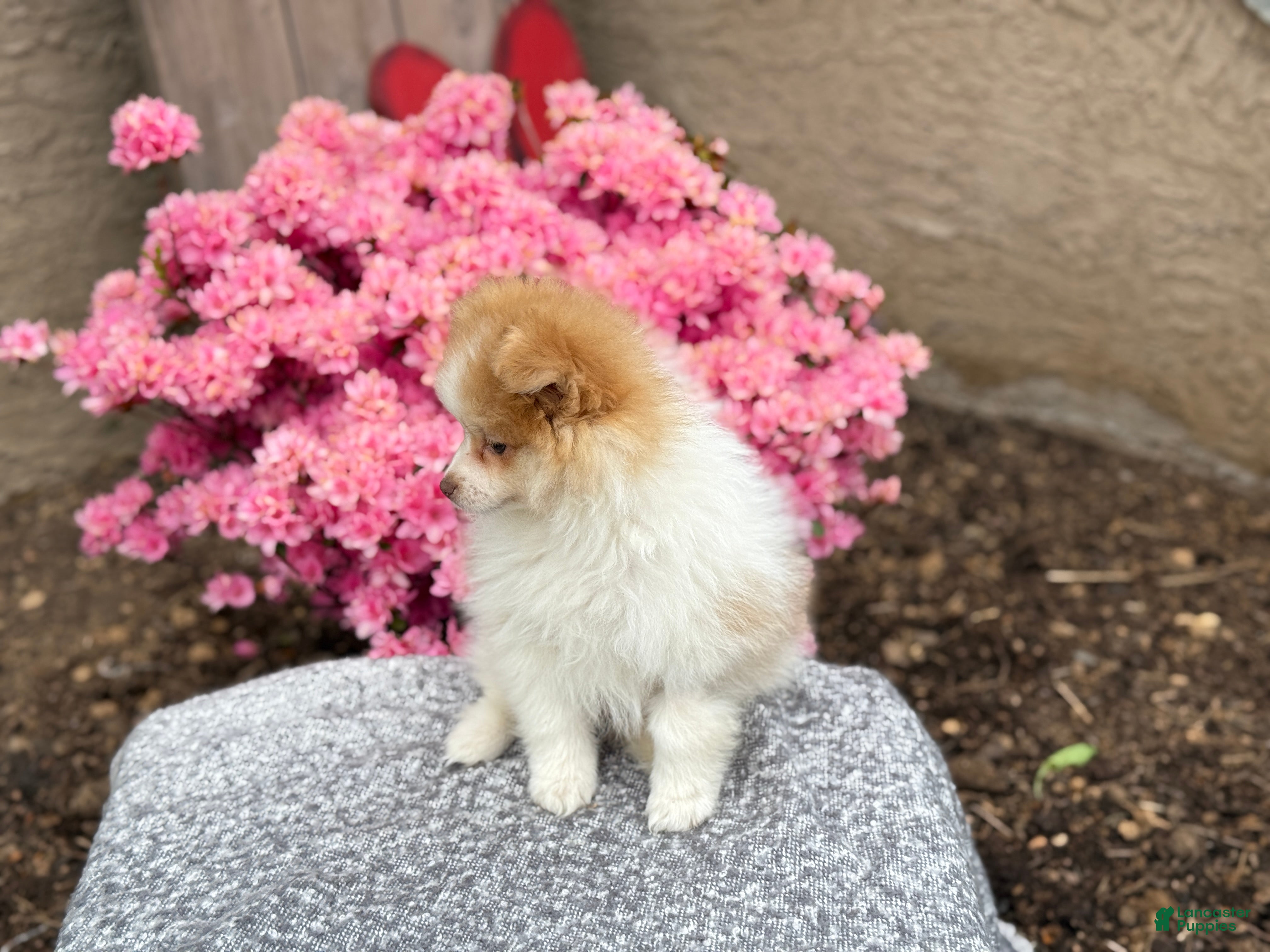 Pomeranian dogs Percy - Ad 2