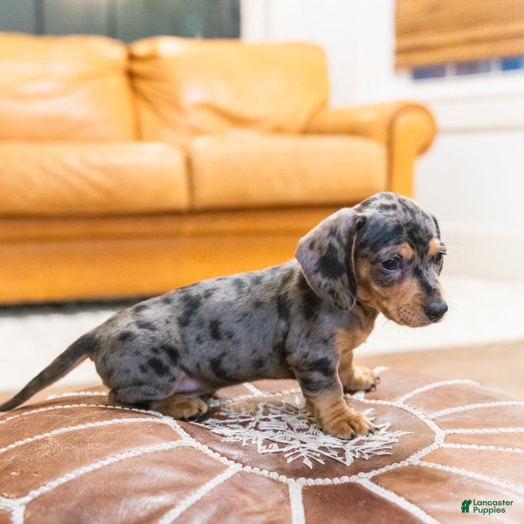 Miniature Dachshund dogs for sale: Mitzi - Ad 5