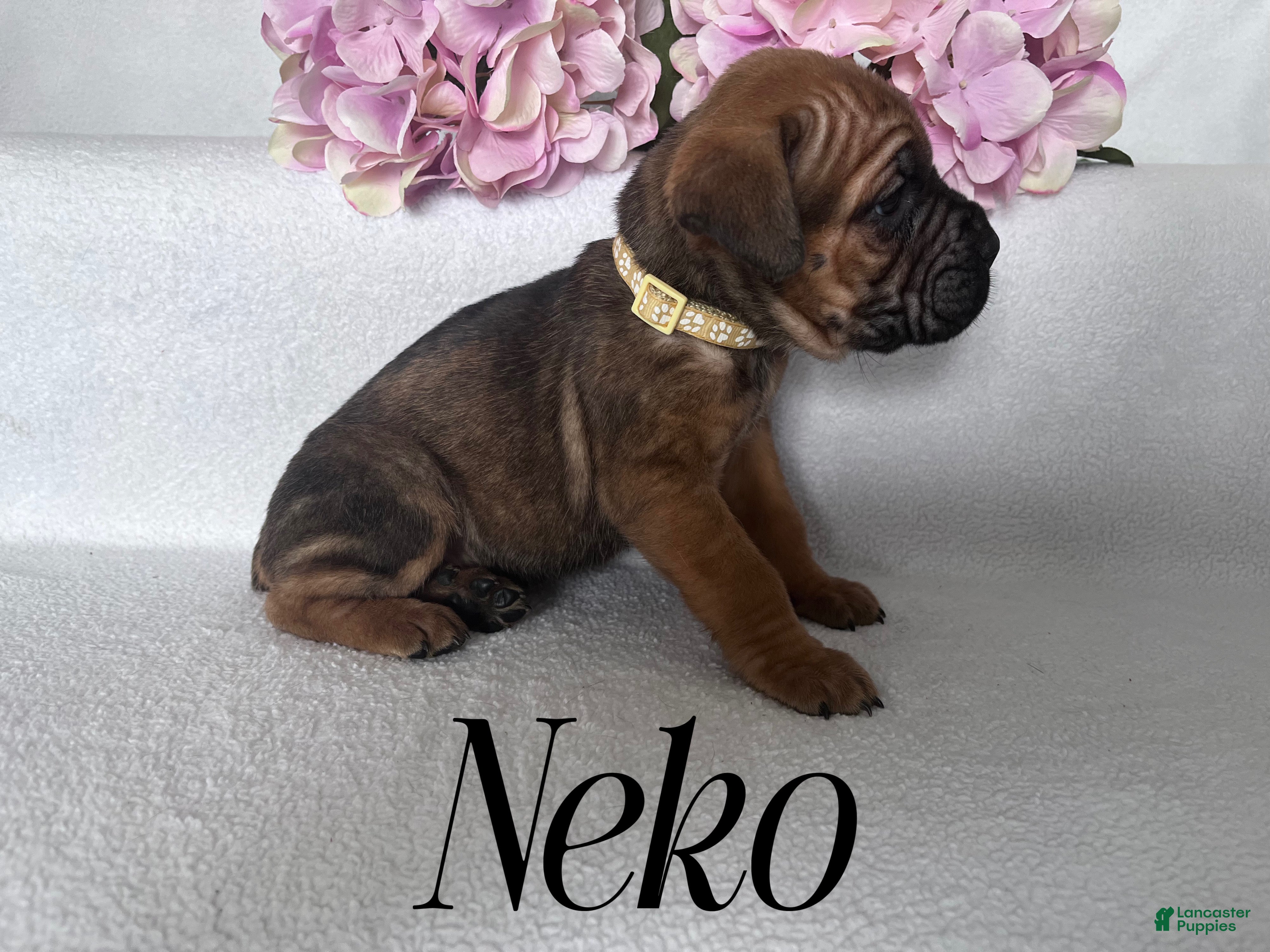 Cane Corso dogs Neko - Ad 2