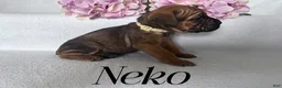 Cane Corso dogs for sale: Nikki - Ad 68