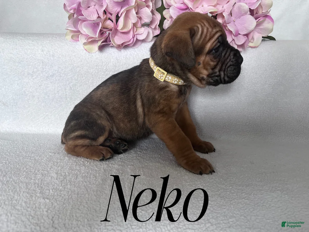 Cane Corso dogs for sale: Nikki - Ad 68