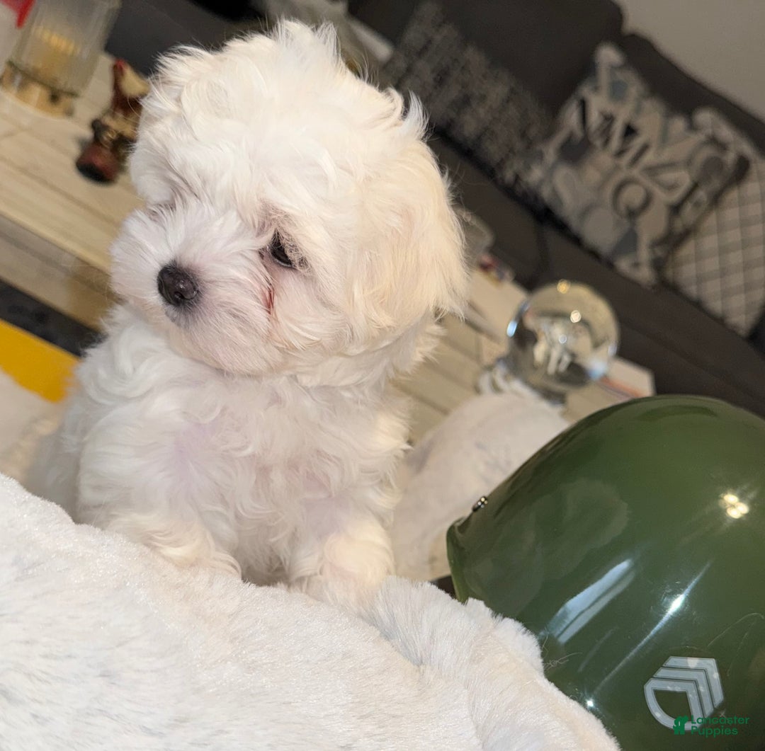 Mixed Breed dogs for sale:  Lhatese Breed “Trooper”  - Ad 7