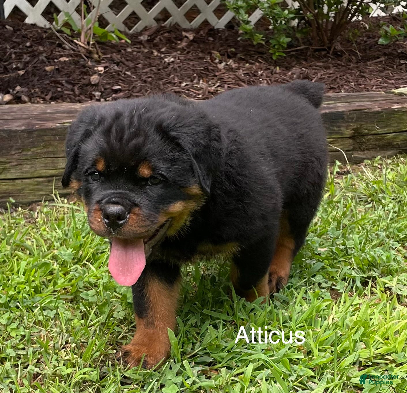 Rottweiler dogs Atticus - Ad 1