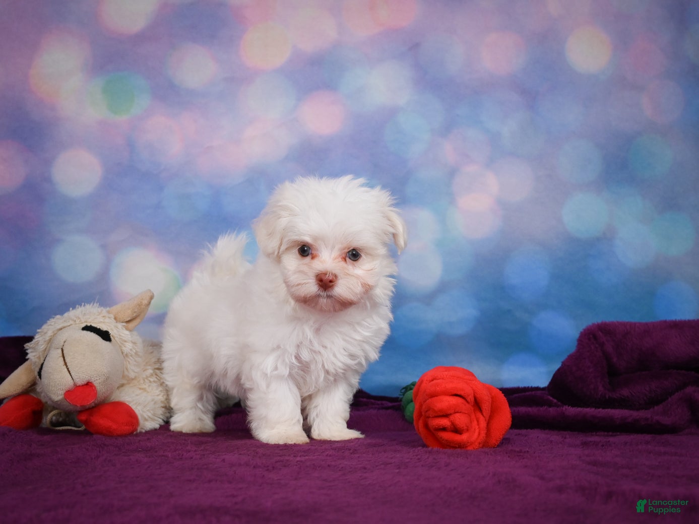 Maltese dogs Penny - Ad 2