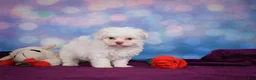 Maltese dogs for sale: Penny - Ad 2