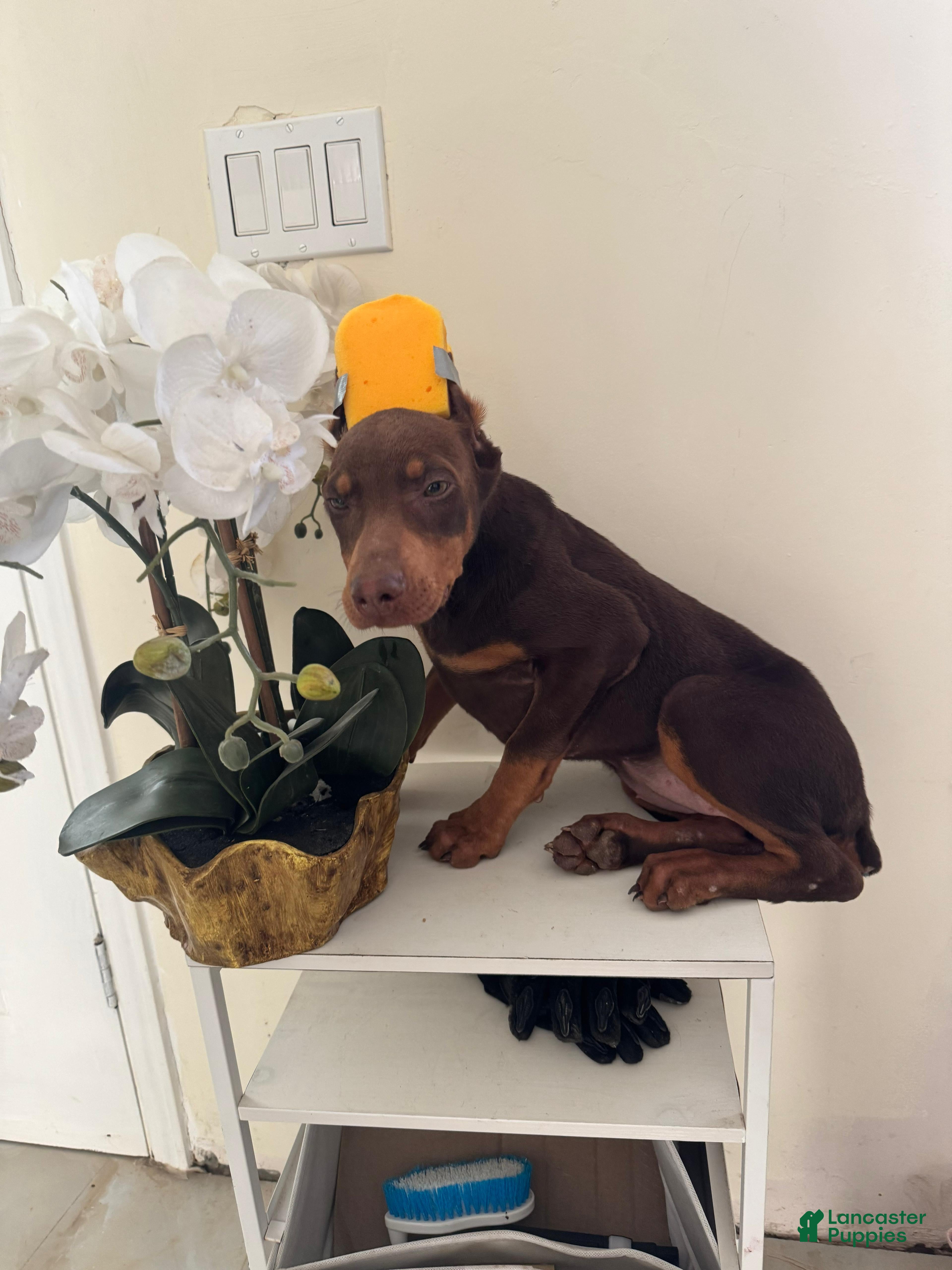 Doberman Pinscher dogs Doberman Pinscher Puppy 1 - Ad 1