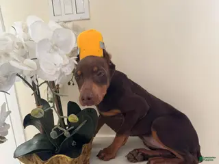 Doberman Pinscher dogs for sale: Doberman Pinscher Puppy 1 - Ad 2