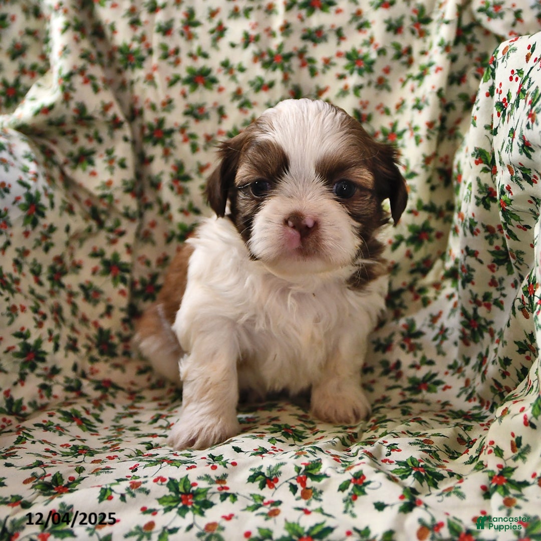 Shih Tzu dogs for sale: Ace - Ad 6