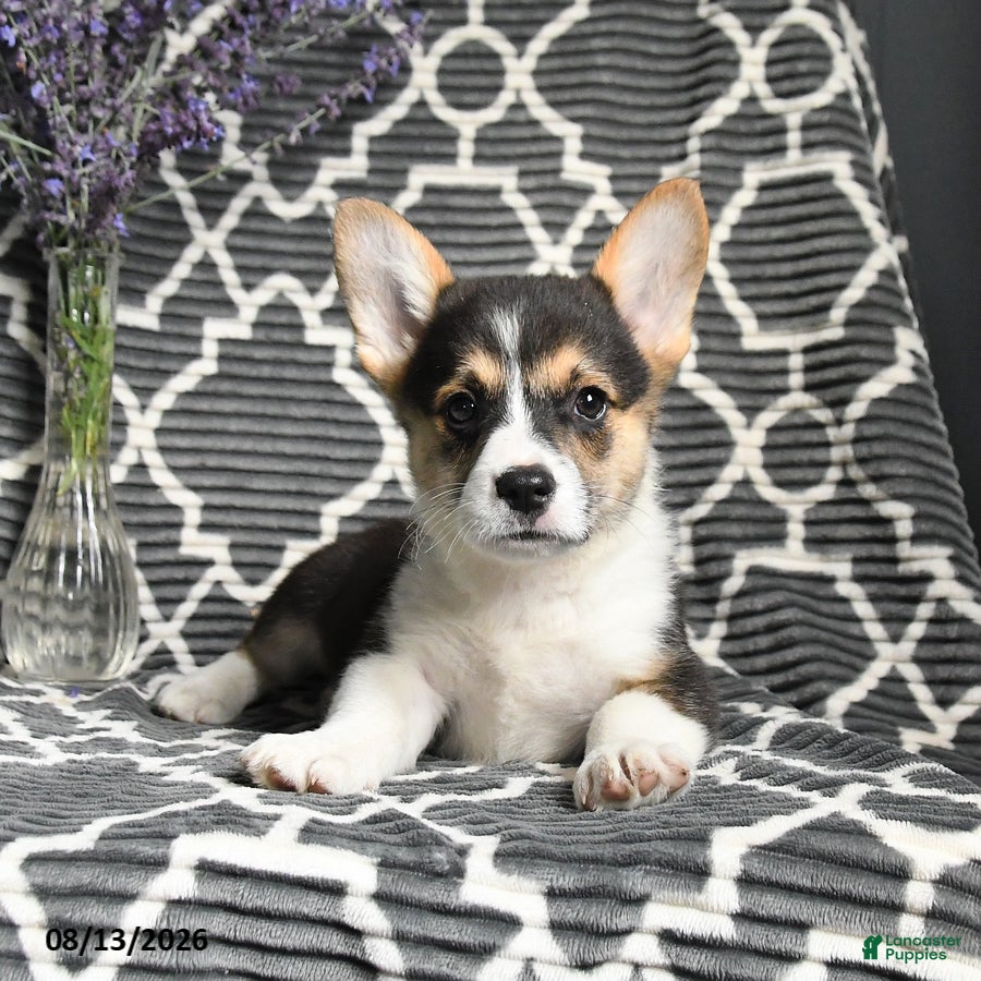 Welsh Corgi Pembroke dogs Champ  - Ad 2