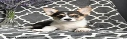 Welsh Corgi Pembroke dogs for sale: Champ  - Ad 2