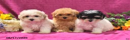 Maltipoo dogs for sale: Nessa - Ad 5