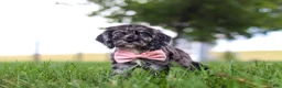 Cocker Spaniel dogs for sale: Gabby - Ad 2
