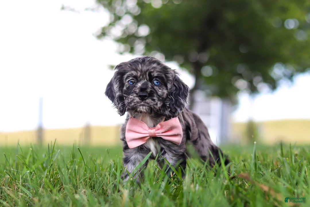 Cocker Spaniel dogs for sale: Gabby - Ad 2