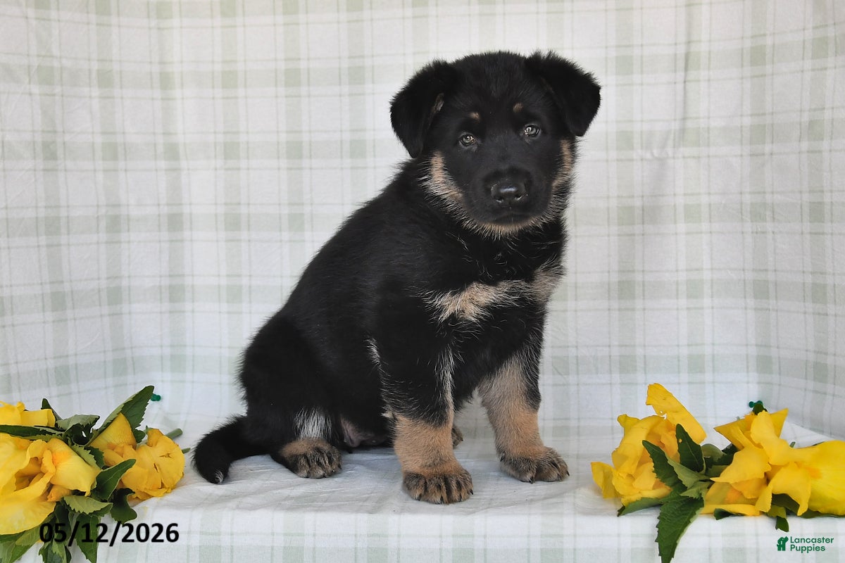 German Shepherd dogs Nicole - Ad 2
