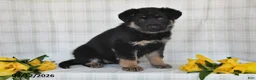 German Shepherd dogs for sale: Nicole - Ad 2