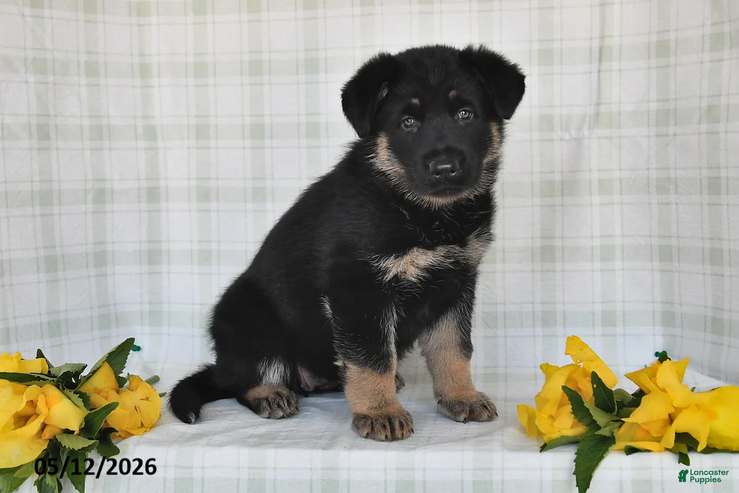 German Shepherd dogs for sale: Nicole - Ad 2