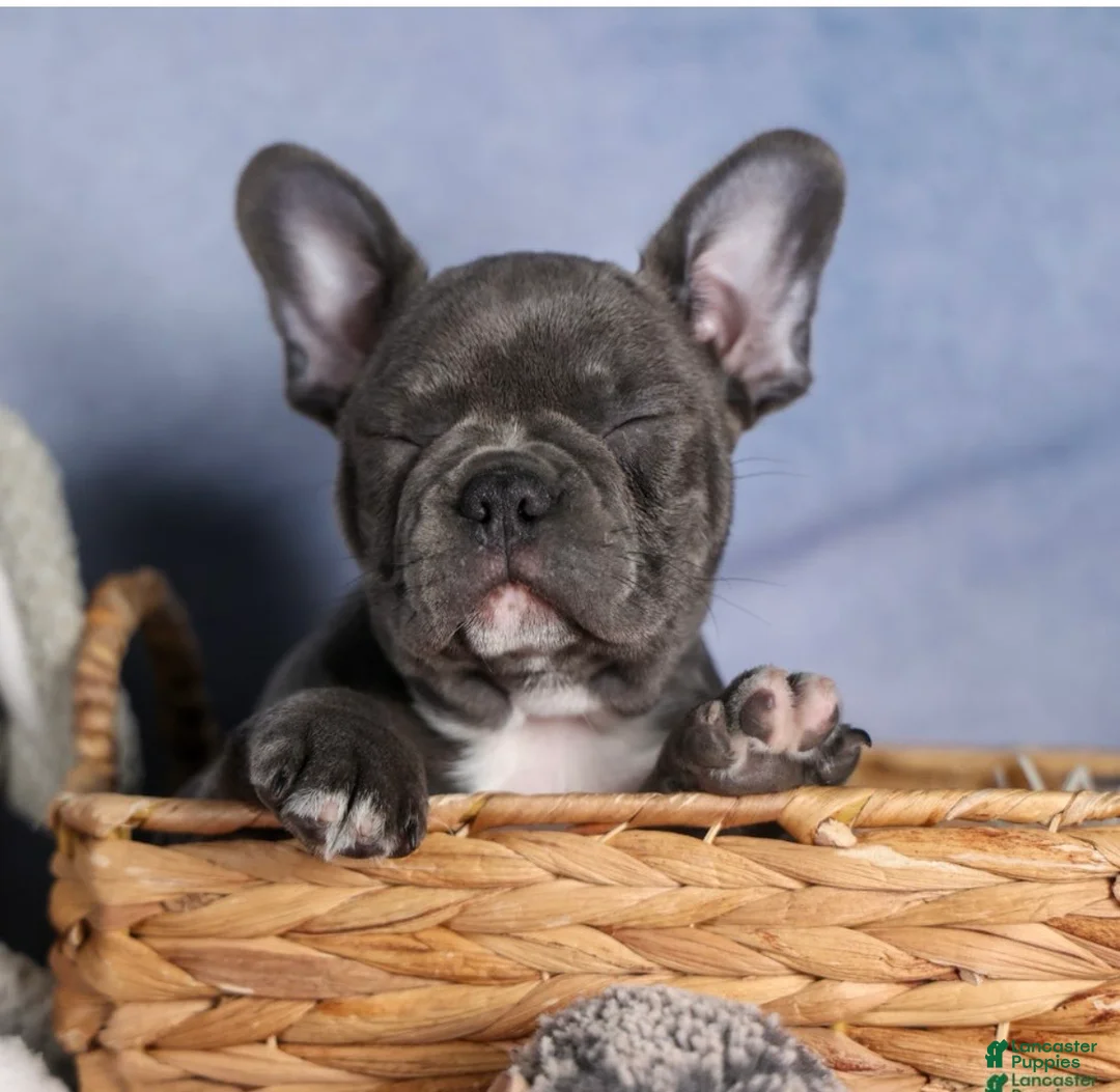 Frenchton dogs for sale: KASH  - Ad 2