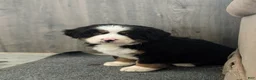 Bernese Mountain Dog dogs for sale: Donegan - Ad 4