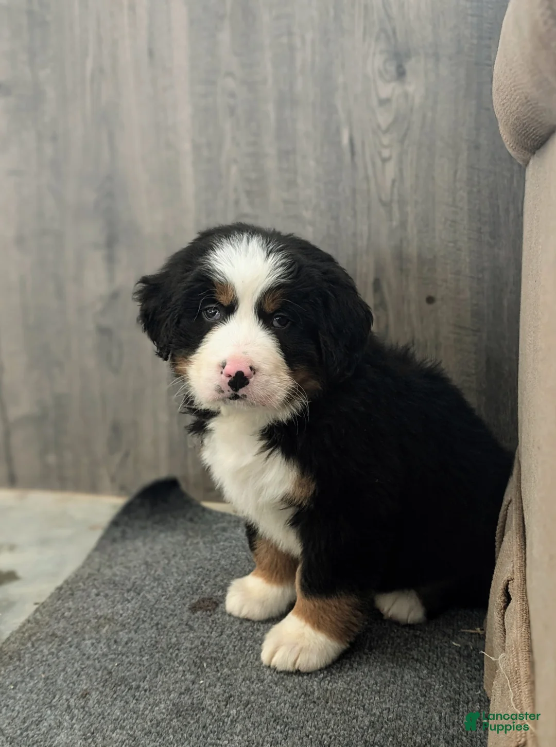 Bernese Mountain Dog dogs for sale: Donegan - Ad 4