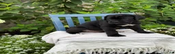 Cane Corso dogs for sale: Dottie - Ad 10