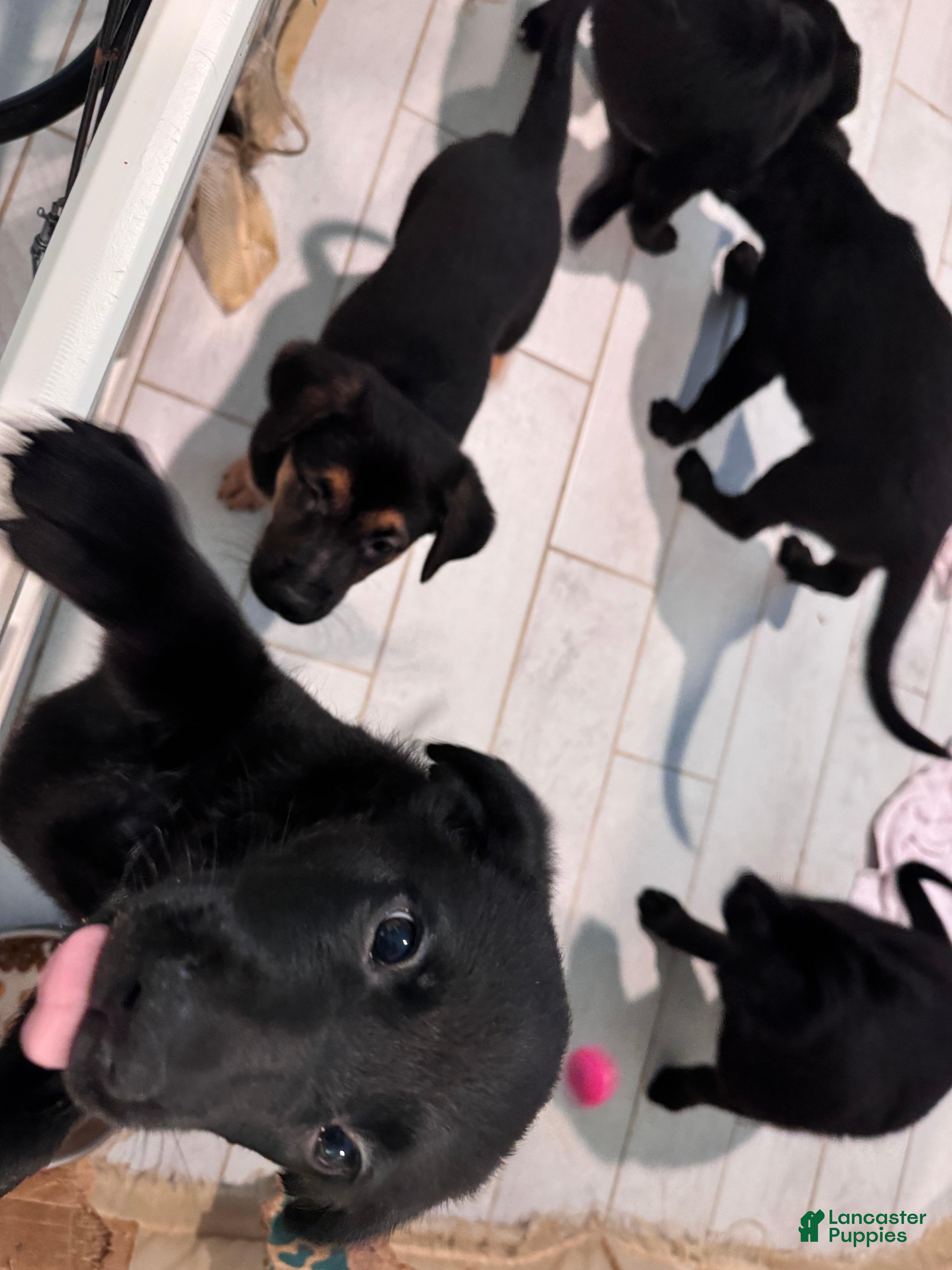 Mixed Breed dogs Mixed Breed Puppy 3 - Ad 10