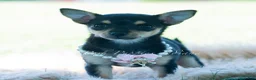 Chihuahua dogs for sale: Permedia - Ad 5