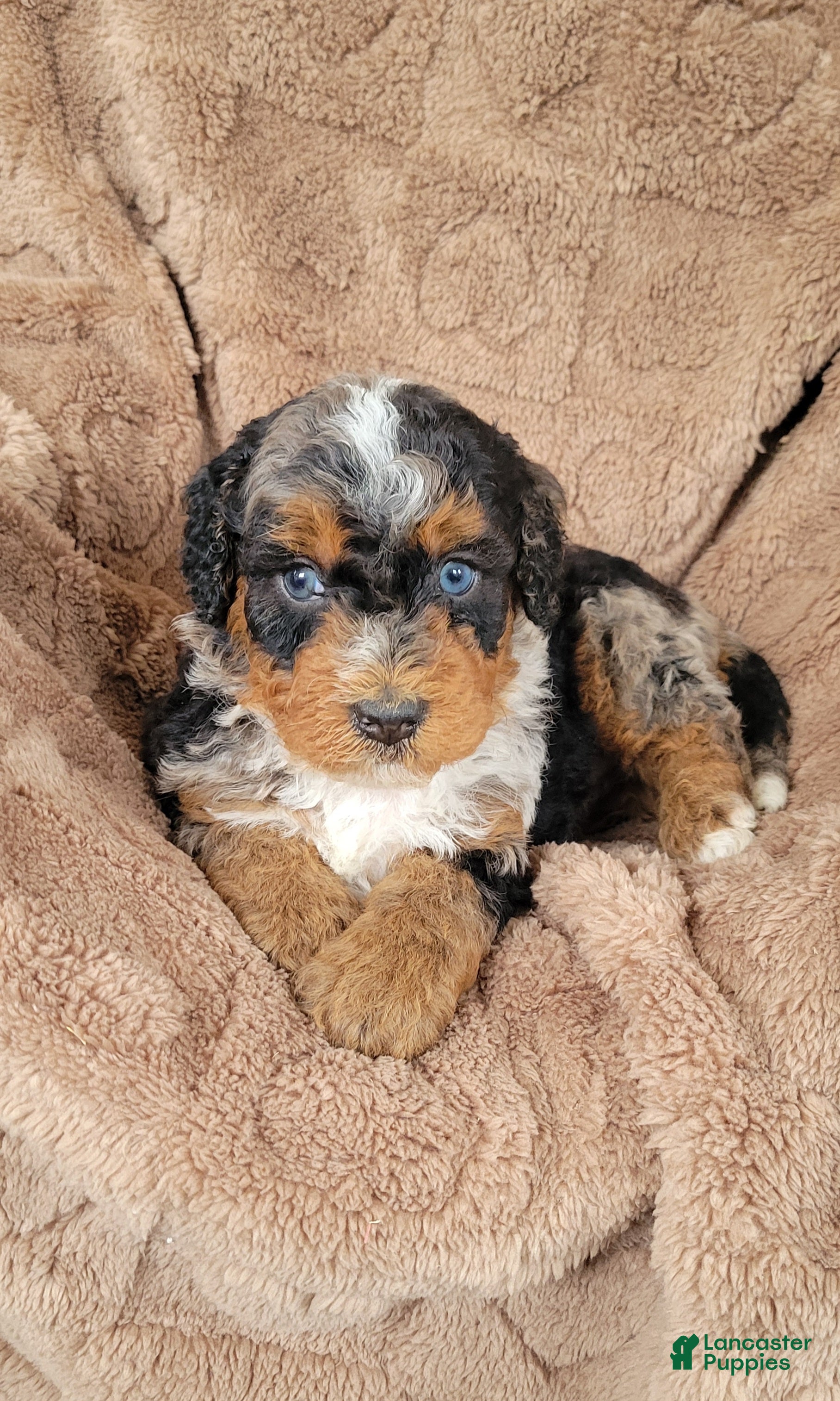 Mini Bernedoodle dogs Ace - Ad 1