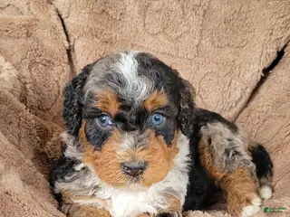 Mini Bernedoodle dogs for sale: Ace - Ad 2