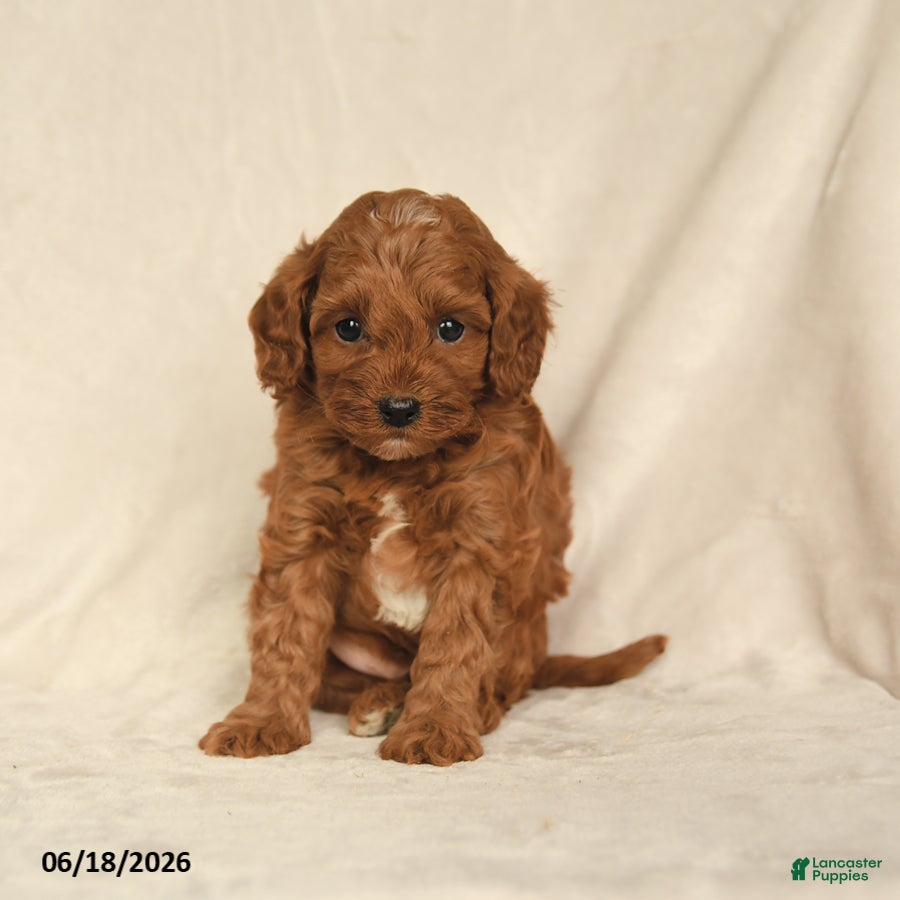 Cavapoo dogs Hickory - Ad 2