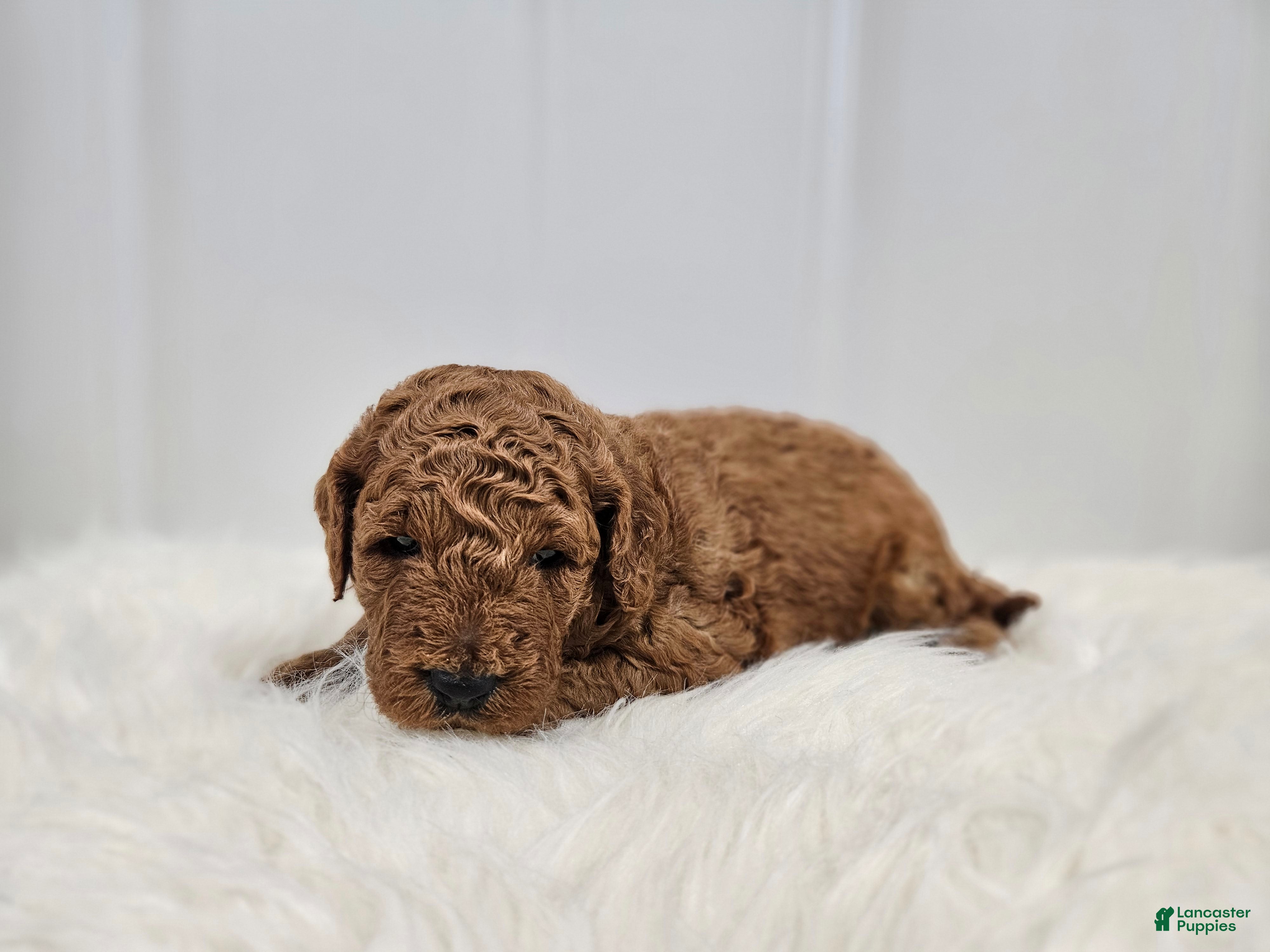 Mini Goldendoodle dogs for sale: Brady - Ad 4
