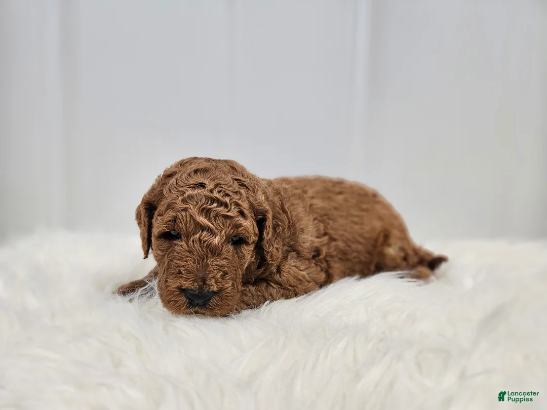 Mini Goldendoodle dogs for sale: Brady - Ad 1