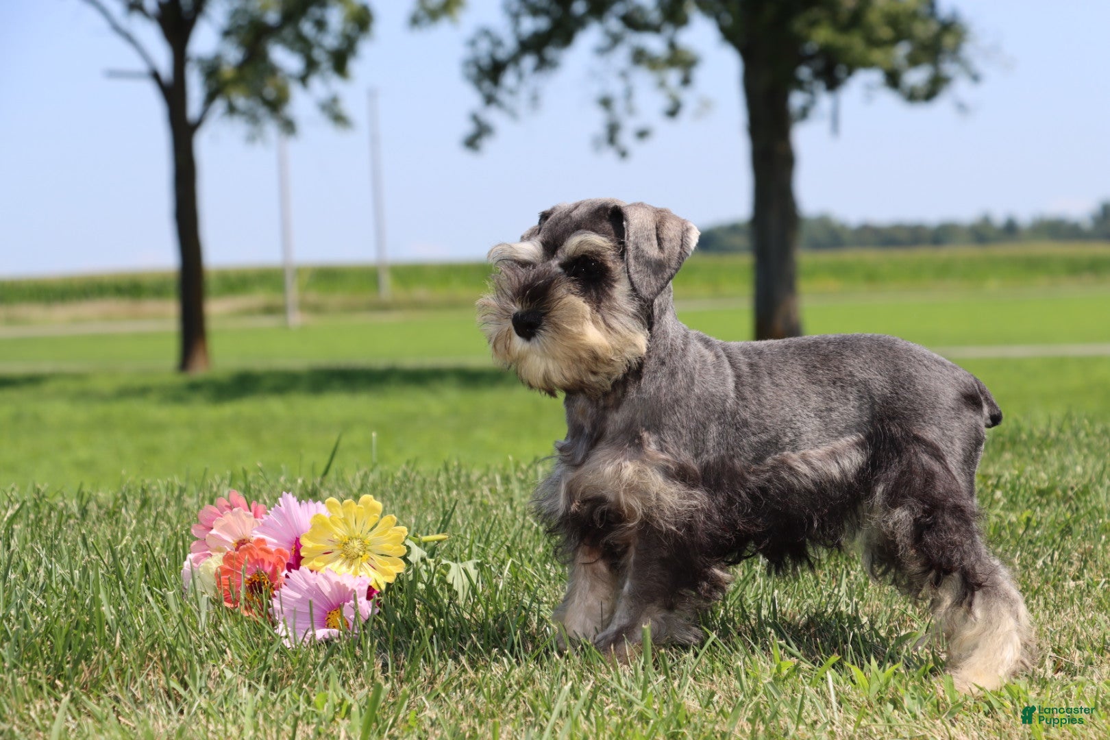 Miniature Schnauzer dogs for sale: Tonya - Ad 1