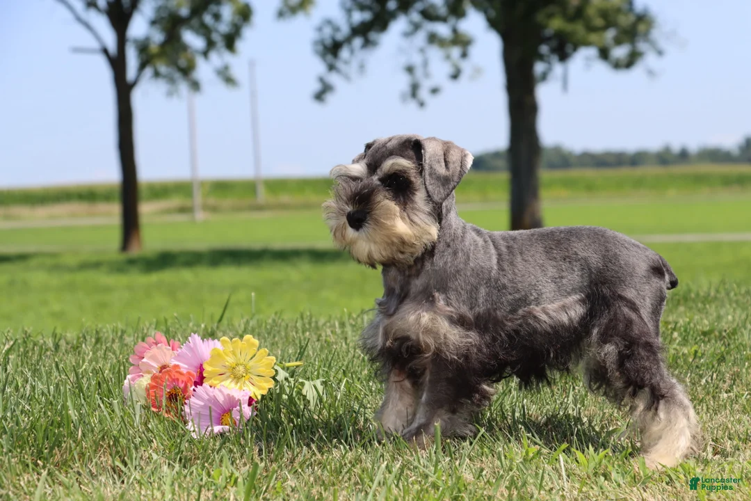 Miniature Schnauzer dogs for sale: Tonya - Ad 1