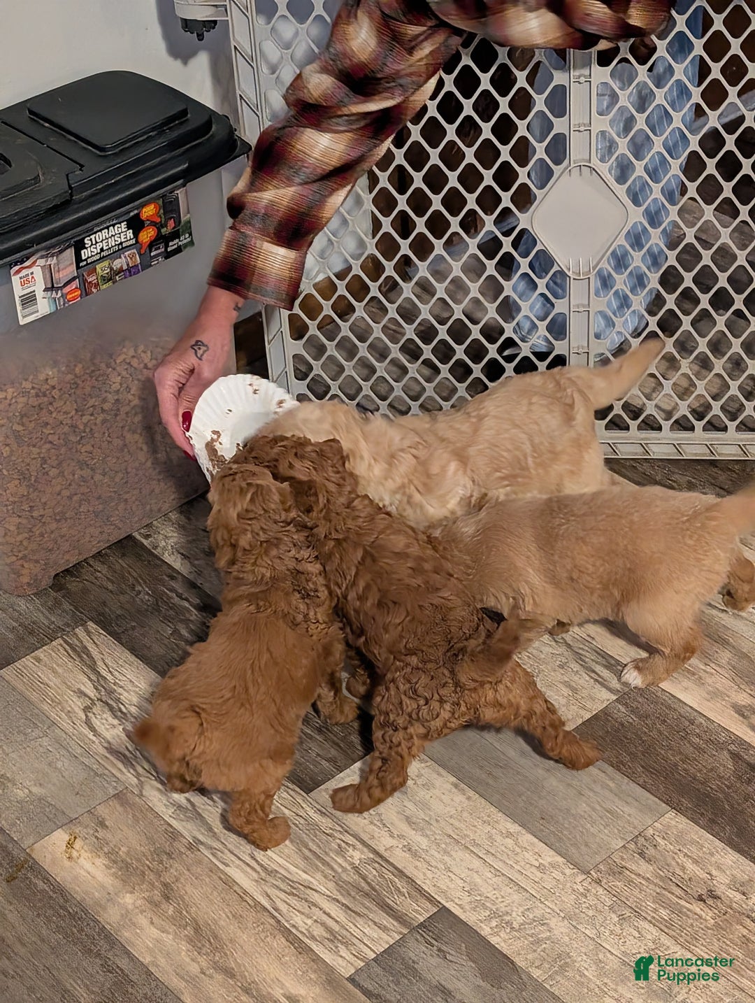 Mixed Breed dogs for sale: Milan Goldendoodle puppy - Ad 7