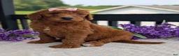 Goldendoodle dogs for sale: Miss Emmie - Ad 11