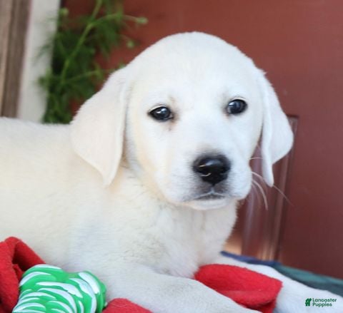 Labrador Retriever dogs Captain - Champion lines - Ad 2