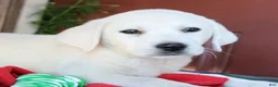 Labrador Retriever dogs for sale: Captain - Champion lines - Ad 2