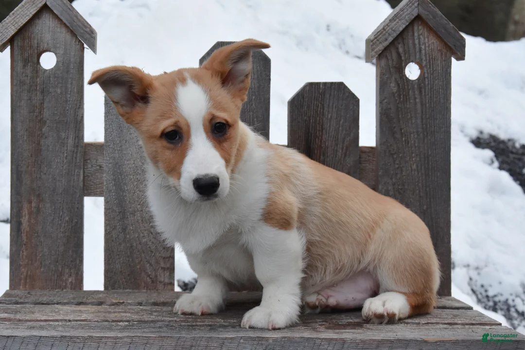 Welsh Corgi Pembroke dogs for sale: Devin - Ad 1