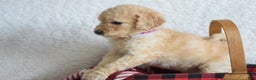 Goldendoodle dogs for sale: Goldendoodle Puppy 4 - Ad 2