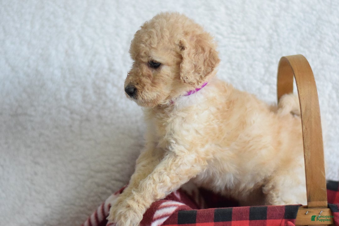 Goldendoodle dogs for sale: Goldendoodle Puppy 4 - Ad 2