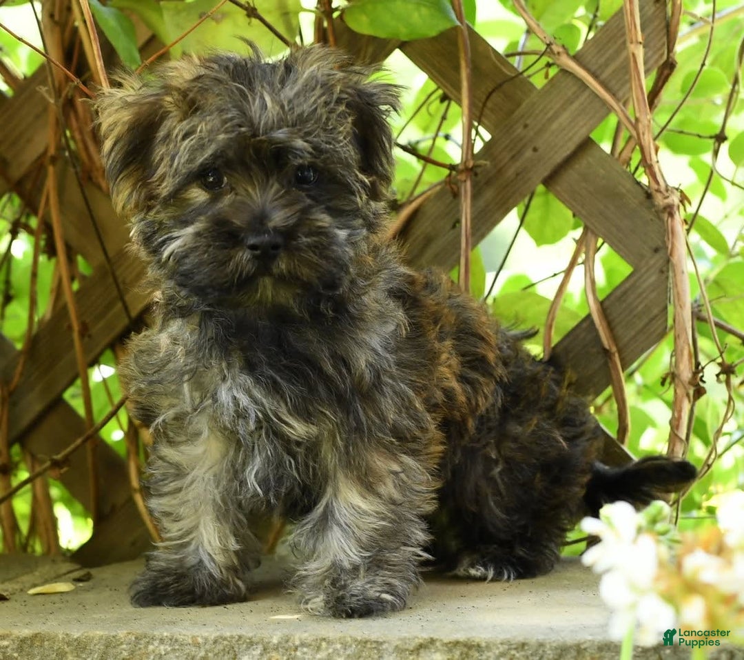 Morkie dogs for sale: Dallas - Ad 11