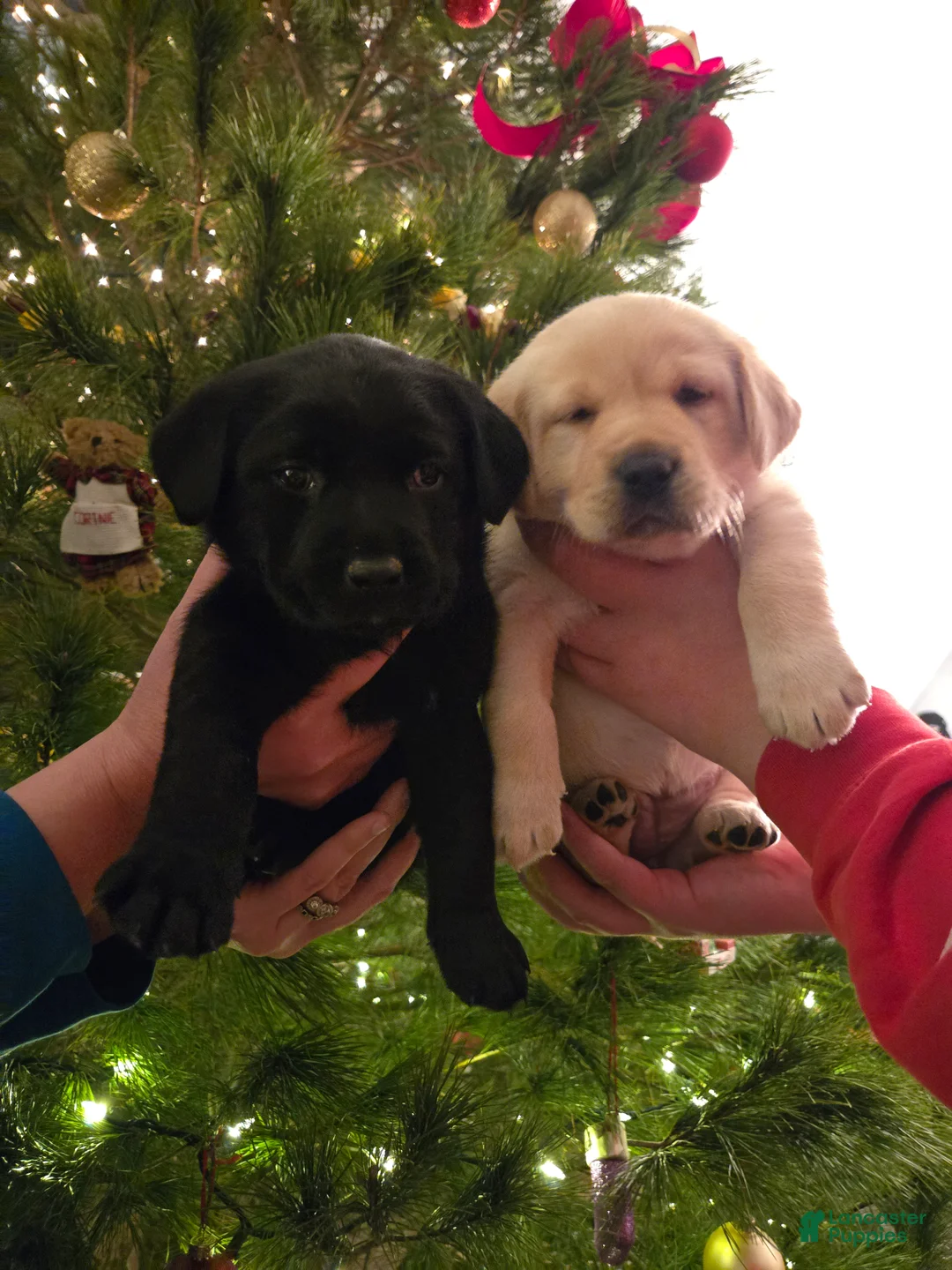 Labrador Retriever dogs for sale: Labrador Retriever Puppy 3 - Ad 4