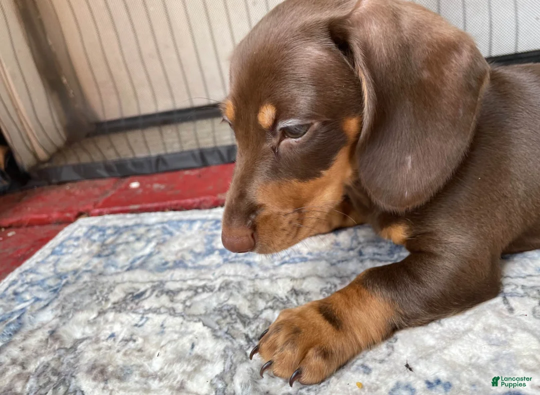 Miniature Dachshund dogs for sale: Boy 1 - Ad 3