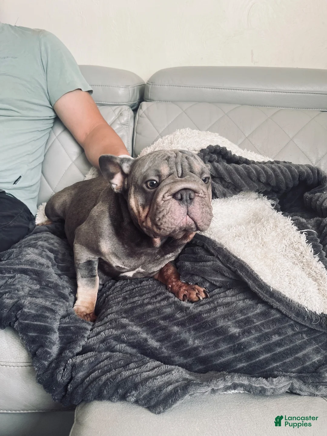 French Bulldog dogs for sale: French Bulldog 1 - Ad 7