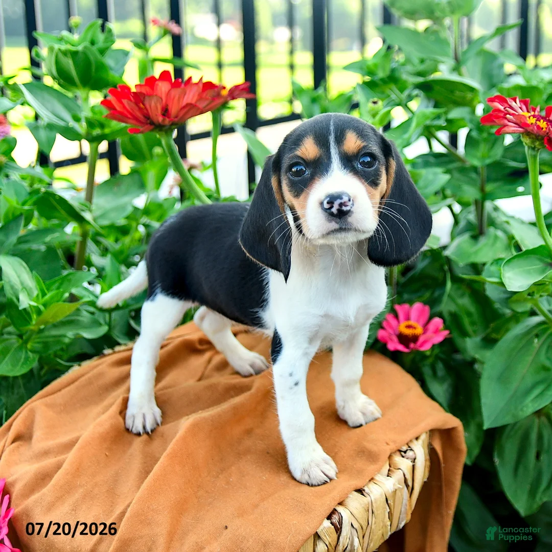 Beagle dogs for sale: Hailey - Ad 1