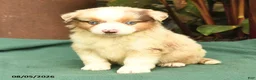 Miniature Australian Shepherd dogs for sale: Shan  - Ad 5