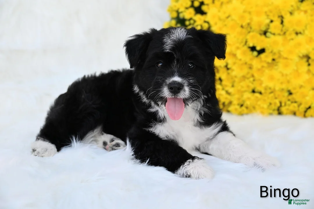 Mini Aussiedoodle dogs for sale: Bingo - Ad 4