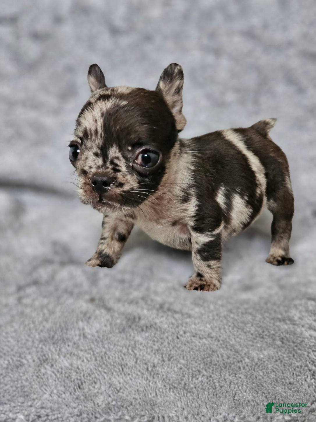 French Bulldog dogs French Bulldog Puppy 3 - Ad 1